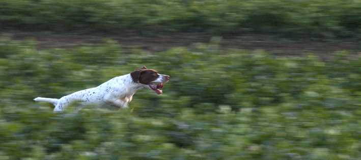 Field Trial