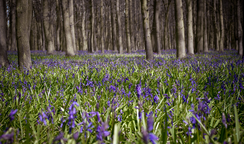 Bluebells