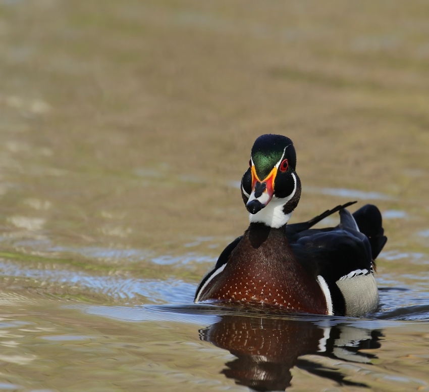 Kachnička karolínská,1