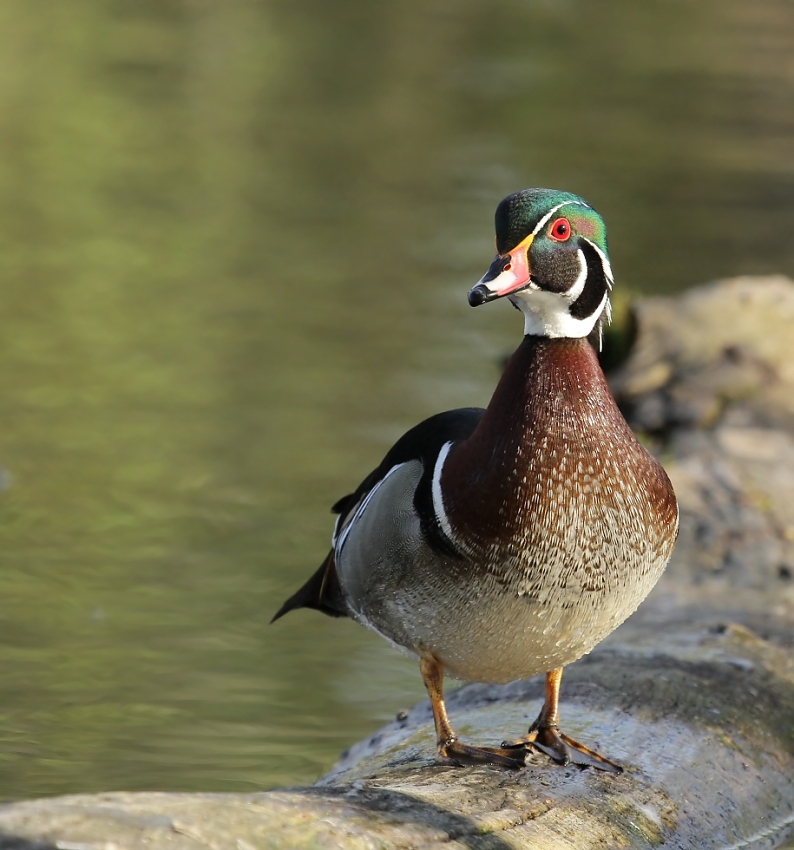 Kachnička karolínská,2