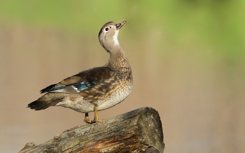 Kachnička karolínská,samicka,