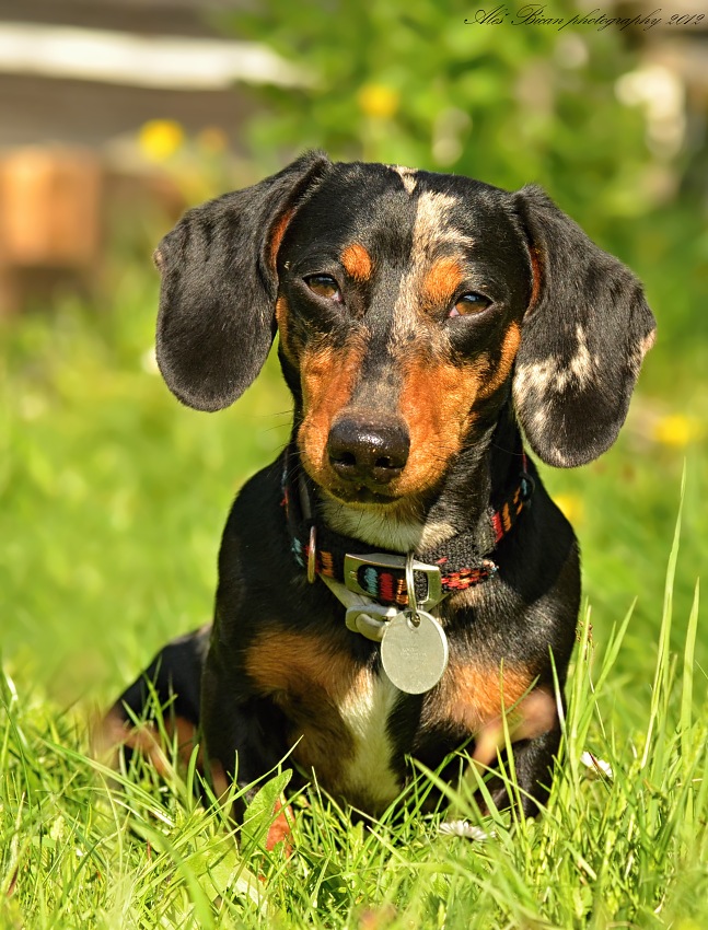 ... Psím pohledem ...