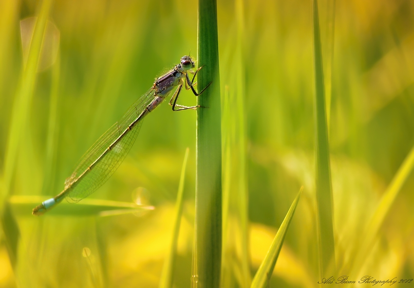 ... V trávě (první letošní úlovek :) ) ...