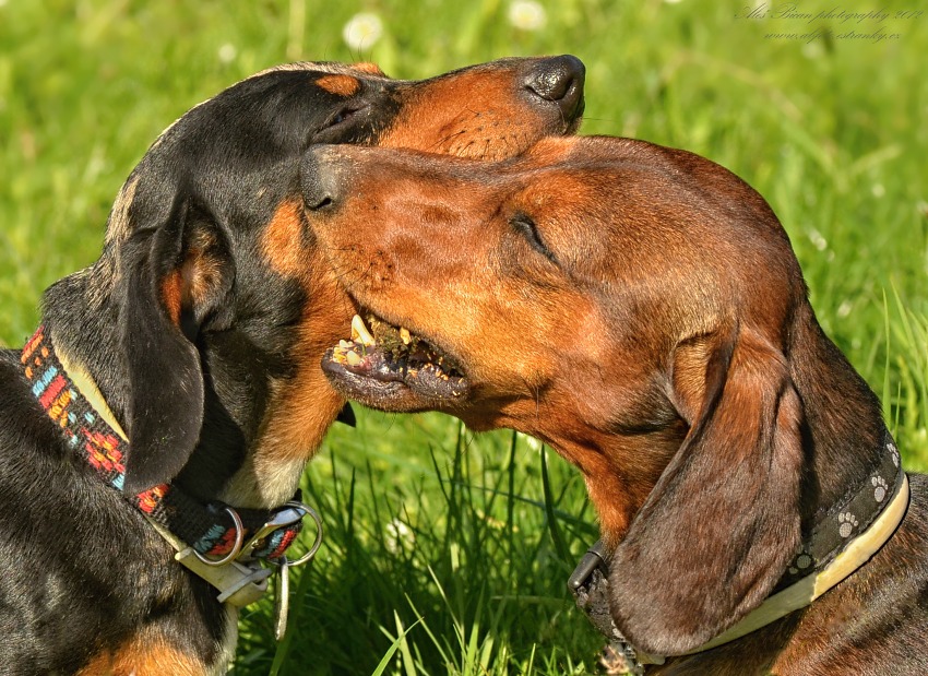 ... Hrátky s klackem ...