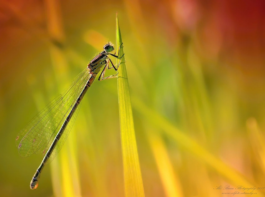 ... Večerní siesta II. ...