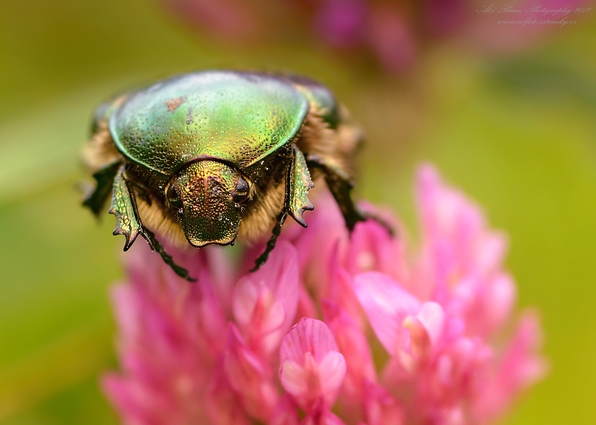 ... Zlatohlávek zlatý ...