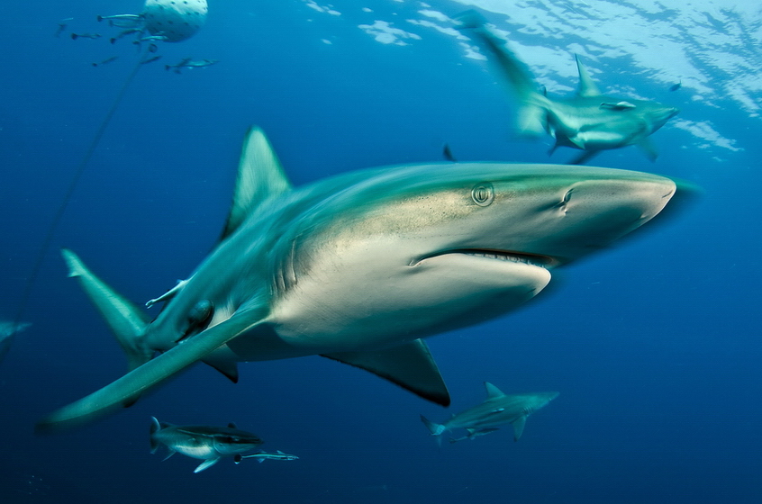 Carcharhinus limbatus