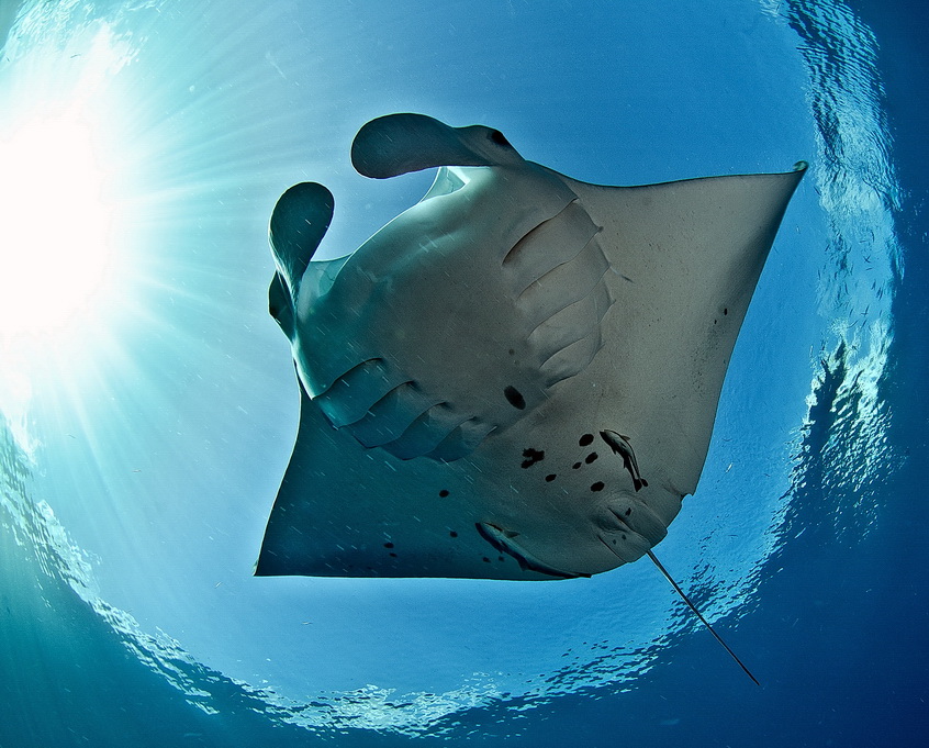 Manta Palau 2012