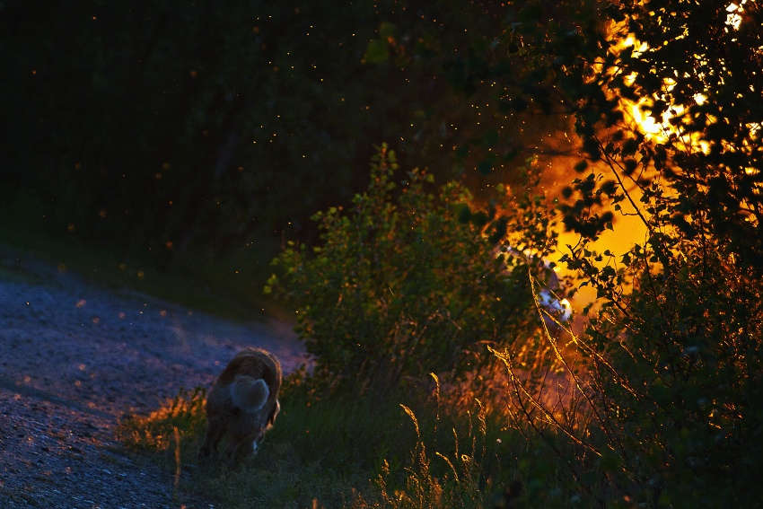 Barevné venčení psa Ralfa