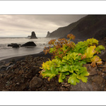 Deštivé pobřeží