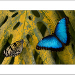 Blue Morpho didius
