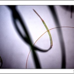 Hra listů se stínem