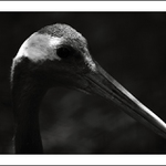 Zátiší s jeřábem