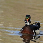 Kachnička karolínská,1