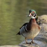 Kachnička karolínská,2