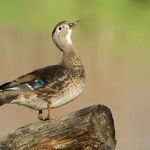 Kachnička karolínská,samicka,