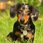 ... Psím pohledem ...