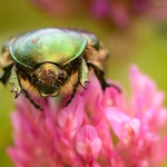 ... Zlatohlávek zlatý ...