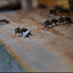 Tak děvčata do práce ...