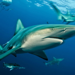 Carcharhinus limbatus