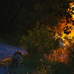 Barevné venčení psa Ralfa