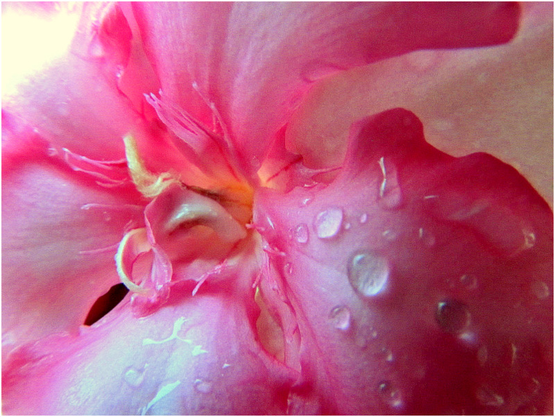 dažďové osvieženie