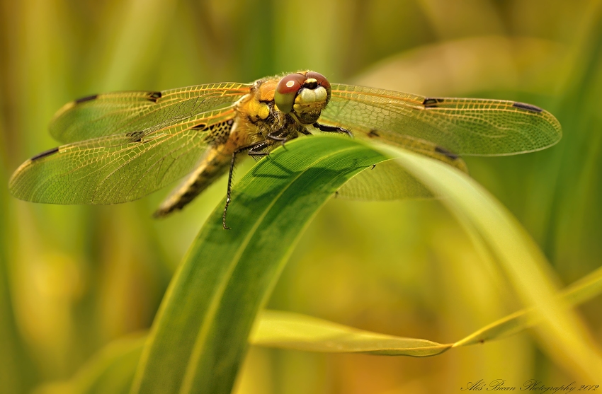 ... Odpočinek v rákosí ...