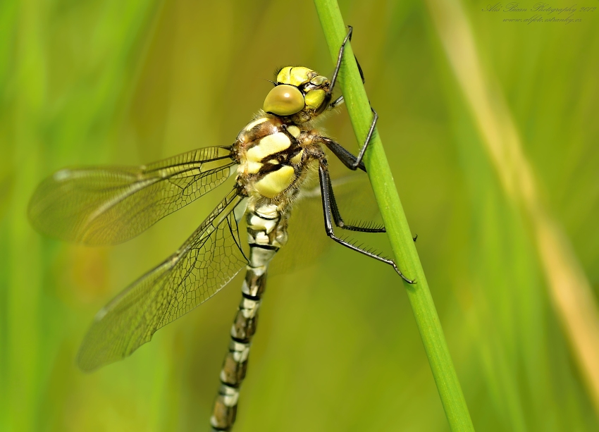 ... Mladý jedinec ...