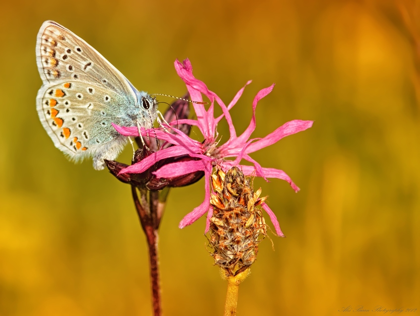 ... Podvečerní sosání ...