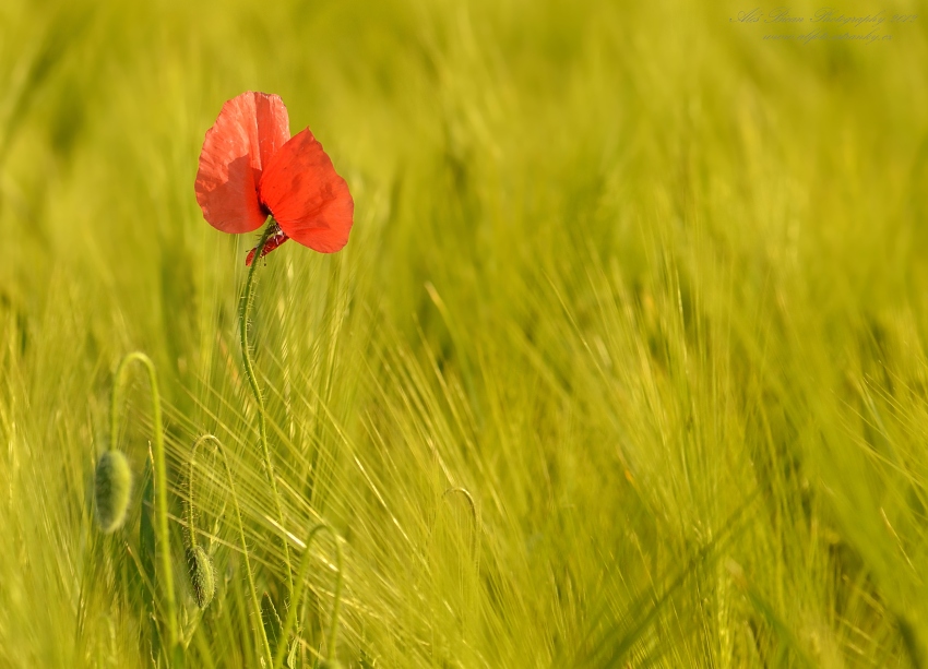 ... M a k o v á ...