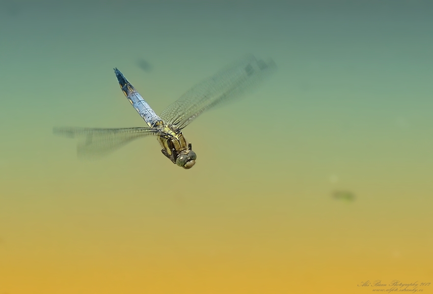 ... Průlet nad hladinou ...