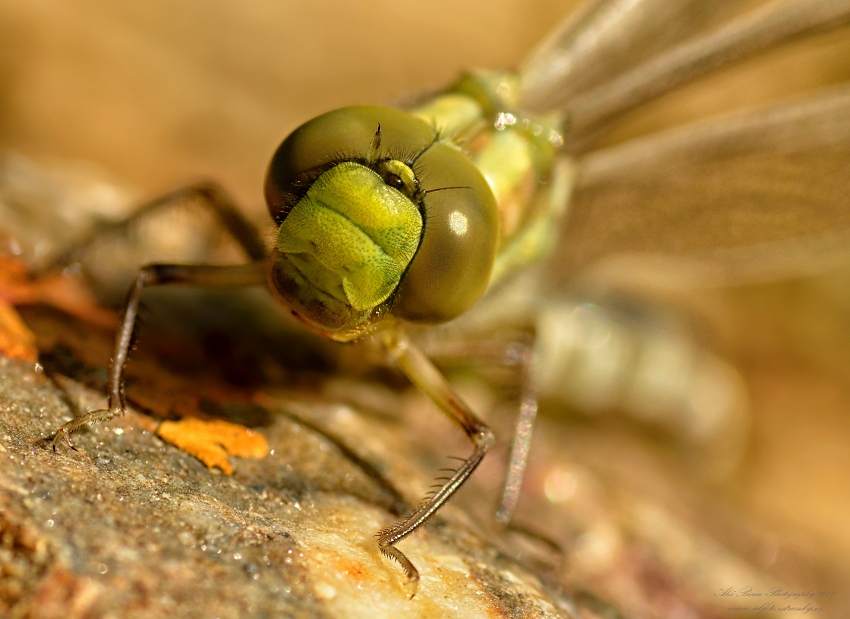 ... Šídlo modré (Aeshna cyanea) ...