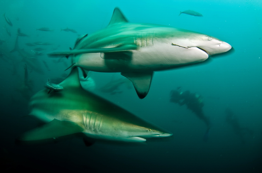 Sharks