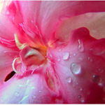 dažďové osvieženie