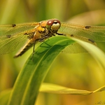 ... Odpočinek v rákosí ...