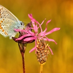 ... Podvečerní sosání ...