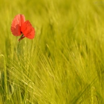 ... M a k o v á ...