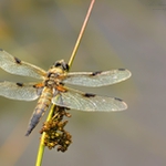 ... Vážka čtyřskvrnná (Libellula quadrimaculata) ...