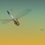 ... Průlet nad hladinou ...