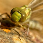 ... Šídlo modré (Aeshna cyanea) ...