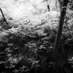 ranní zprávy (verze)