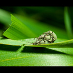 Hadej ktery ma narozeniny...