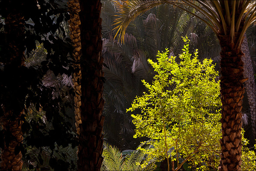 V zapovězené zahradě