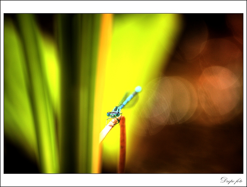 Modroočka v barvách