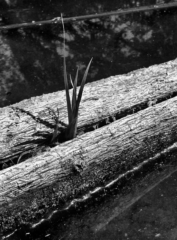 osamělý námořník