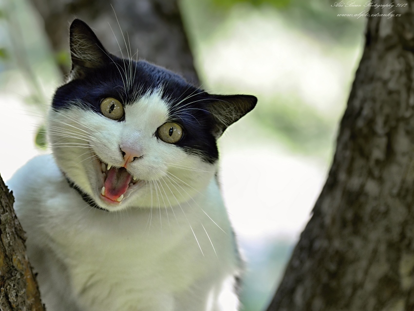 ... Nasraná máca ...