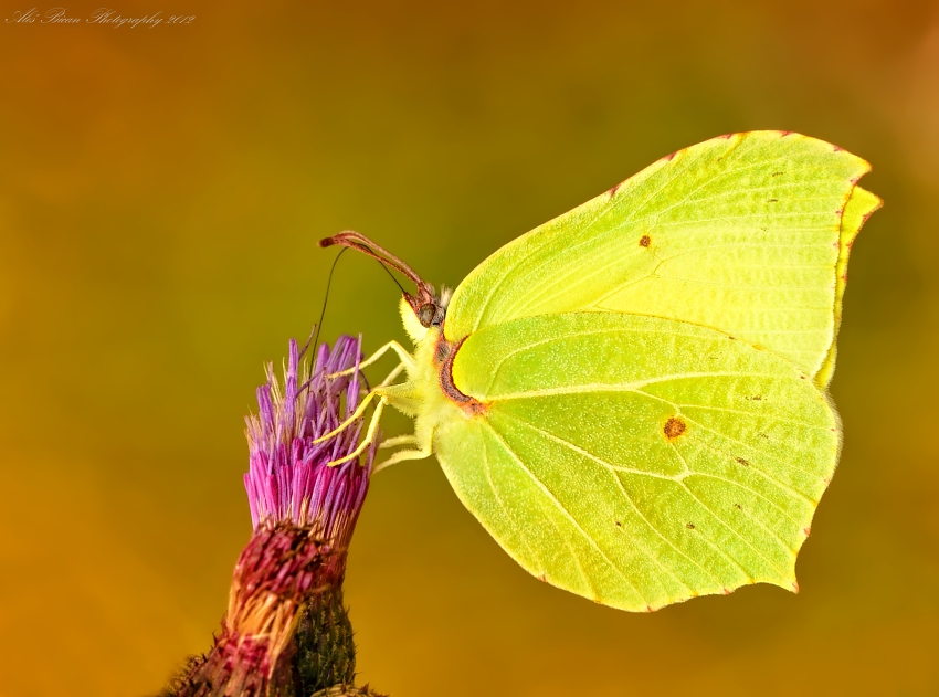 ... Žluťásek řešetlákový (Gonepteryx rhamni) ...