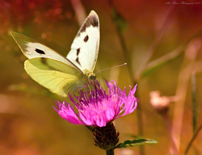 ... Na bodláčí ...