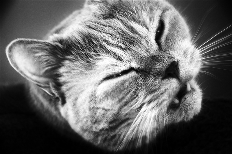 Pussycat