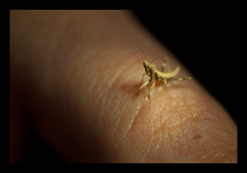 Mimi